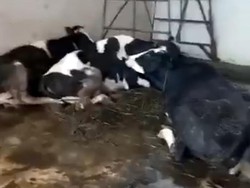 Viral Puluhan Sapi Jatuh Bergelimpangan di RPH Pegirian Surabaya, Kena PMK?
