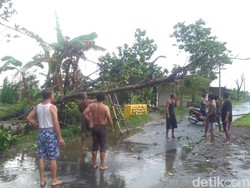 Angin Kencang Rusak 7 Rumah-Tumbangkan Pohon di Jombang
