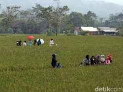 Saat Warga Saksikan Pemakaman Eril dari Area Sawah