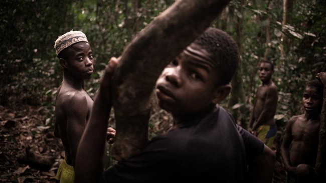Suku pigmi atau 'manusia mini' dari Uganda pernah berbagi teritori dengan kawanan Gorila di sejumlah kawasan hutan hujan negara tersebut.