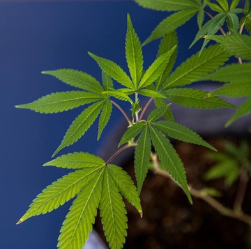 img-title Wapres Ma'ruf Amin Minta MUI Terbitkan Fatwa Ganja untuk Medis, Lantas Penyakit Apa Saja yang Bisa Diobati?