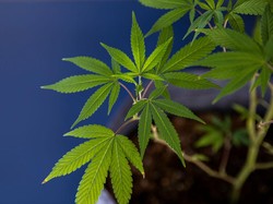 Negara Muslim Ini Ingin Segera Legalkan Ganja Medis