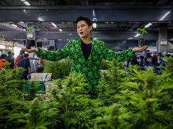 Thailand Legalkan Ganja, Malaysia Was-was dan Perketat Perbatasan