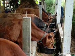 Harga Sapi Kurban 2025 untuk Idul Adha, Ini Daftarnya