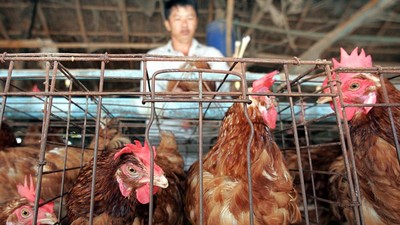 Peternak di Thailand Gunakan Ganja sebagai Pakan Ayam