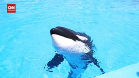 Bukan Pertama Kali, Ini Sederet Kemunculan Paus Orca di Indonesia