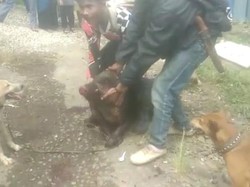 Lari dari Kejaran Pemburu, Babi Hutan Masuk Permukiman-Lukai 4 Warga