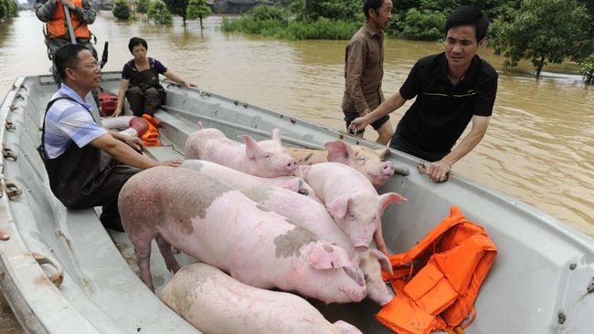 Duh! Babi Bikin Pening China, Ada Apa Lagi Xi Jinping?