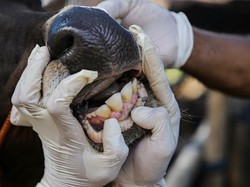 Vaksinasi Penyakit Mulut dan Kuku Ternak Dimulai di Jawa Timur