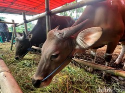 Ramai Wabah PMK Jelang Idul Adha, Pakar IPB Sarankan Ini