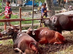 Daftar Lengkap Harga Hewan Kurban Jelang Idul Adha via Online