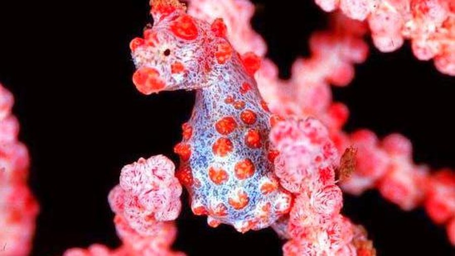 Kuda laut Kuda laut