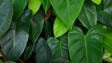 CARA MERAWAT BLUSHING PHILODENDRON