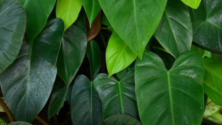 tropical leaf, large foliage, abstract green texture, nature background
