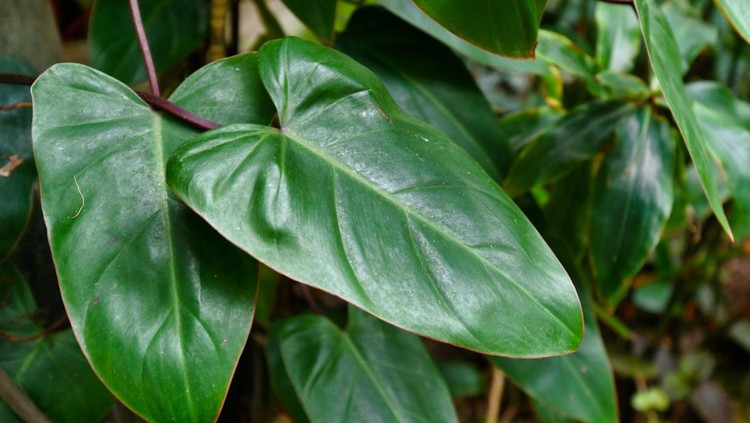 Tropical 'Philodendron Erubescens Red Emerald' plant leaf with arrow shaped long leaves, red stem, native to Colombia