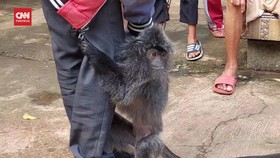 VIDEO: Dengan Berat hati, Lutung Jawa Ini Diserahkan ke BKSDA