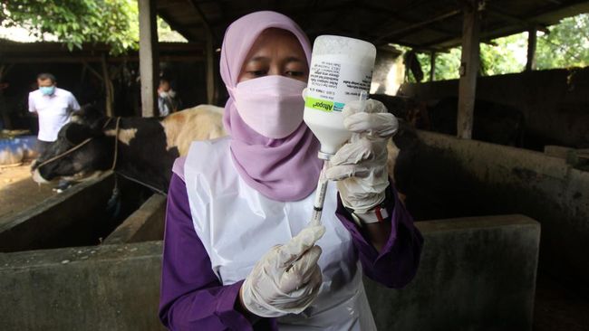 Dokter hewan mengatakan, sebaiknya vaksinasi terhadap hewan tak hanya dilakukan untuk mencegah penyakit mulut dan kuku (PMK).