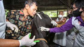 58.275 Ekor Ternak Divaksin PMK hingga Akhir Pekan