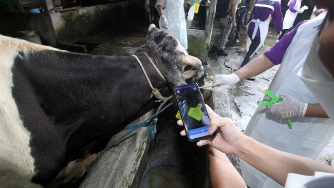 Dinas Pertanian Bali mendatangkan 110 ribu vaksin untuk mengantisipasi PMK pada hewan ternak.