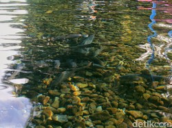 Mengenal Ikan Dewa di Objek Wisata Cibulan Kuningan