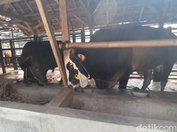 Ratusan Sapi di Pangandaran Terjangkit LSD