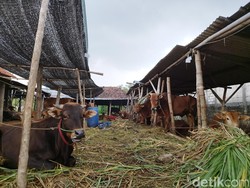 Sapi di Gresik Akan Divaksin PMK Pekan Depan
