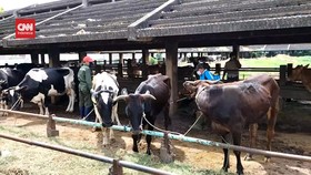 VIDEO: Pemerintah Impor 3 Juta vaksin Penyakit Mulut Kuku