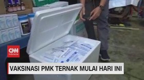 VIDEO: Vaksinasi PMK Ternak Dimulai