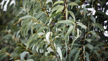 TIPS MERAWAT TANAMAN EUCALYPTUS