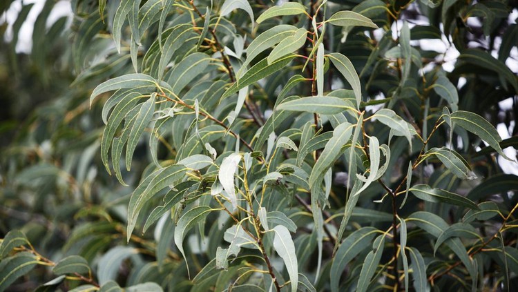 Leaves on an Australian eucalyptus gum tree