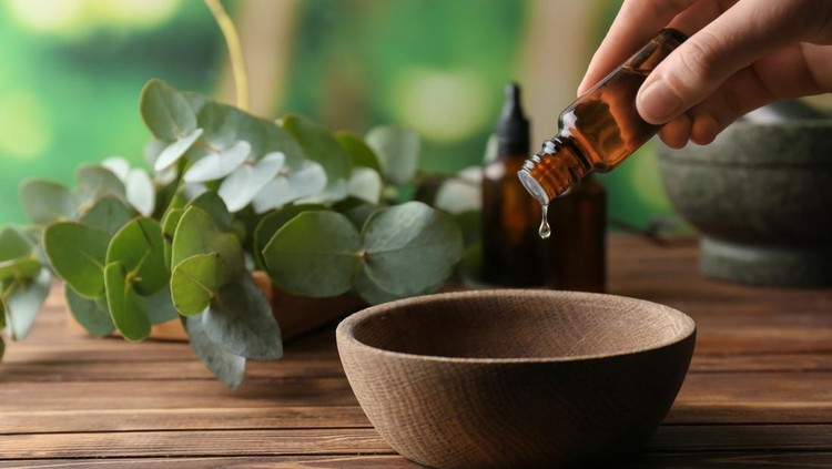 Ilustrasi Tanaman Eucalyptus Woman pouring eucalyptus essential oil into bowl on wooden table