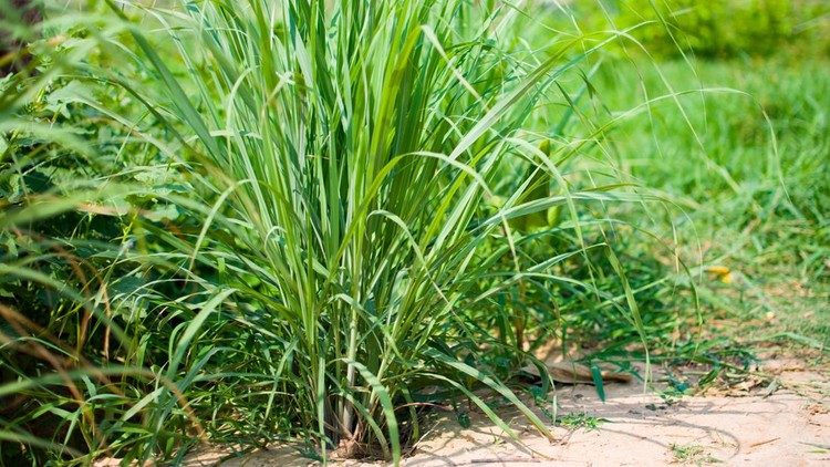 Lemongrass or Lapine or Lemon grass or West Indian or Cymbopogon citratus were planted on the ground. It is a shrub, its leaves are long and slender green. It is an herb which was made into food and medicine.