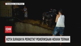 VIDEO: Kota Surabaya Perketat Pemeriksaan Hewan Ternak