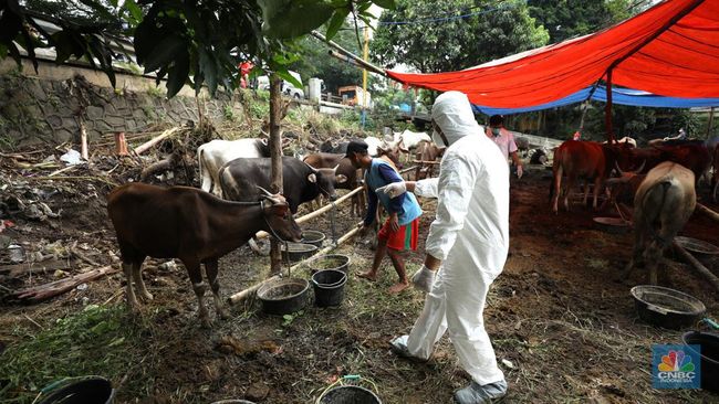 Bentuk Satgas Daerah, Ini Strategi Berantas Wabah PMK