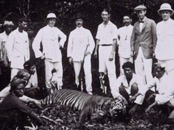 Teka-teki Harimau Jawa yang Sudah Punah, Pakar BRIN Ungkap Bukti Baru Ini