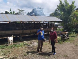 Distan Tabanan Sosialisasikan Ciri-ciri Umum PMK pada Kambing