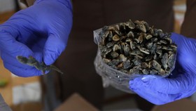Bisnis Cecak Kering di Cirebon Dulang Omzet Ratusan Juta