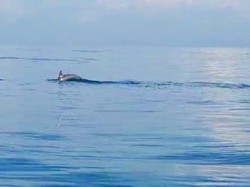 Lumba-lumba Muncul di Dekat Pantai Pengambengan Jembrana