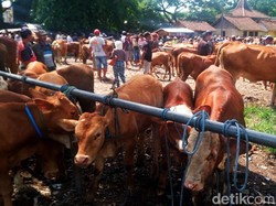 PMK Mewabah, Simak Tips Pilih Hewan-Memasak Daging Kurban Jadi Sate