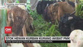 VIDEO: Semarang Kekurangan Hewan Kurban
