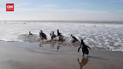 VIDEO: 'Senyum' 12 Penguin Eks Pasien Usai Kembali ke Pantai