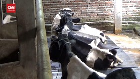 VIDEO: 38 Sapi Di Sentra Penghasil Susu Mati, 106 Lainnya Disembelih