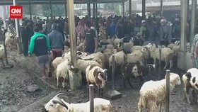 VIDEO: Wabah PMK, Harga Domba Di Garut Naik Tapi Penjualan Turun