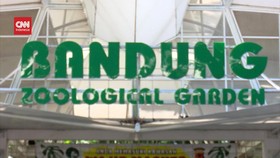 VIDEO: Pemkot Bandung Sebut Kebun Binatang Tunggak Bayar Sewa 13,5 M
