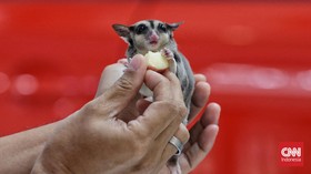 FOTO: Mengintip Kompetisi Sugar Glider