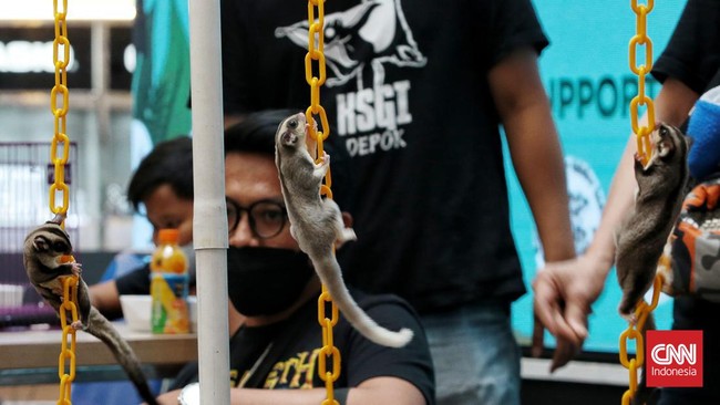 FOTO: Mengintip Kompetisi Sugar Glider