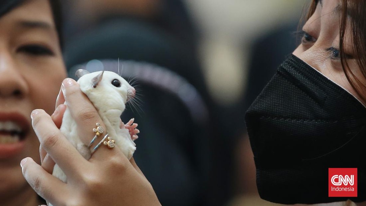 FOTO: Mengintip Kompetisi Sugar Glider