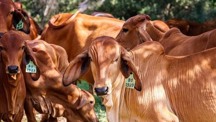 Mengenal Tradisi Iduladha di Berbagai Negara, Penuh Suka Cita Kebahagiaan!