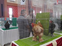 Menggemaskan, Ada Kontes Ratusan Ayam Hias di Kota Blitar