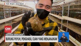 VIDEO: Burung Puyuh, Penghasil Cuan yang Menjanjikan